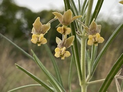 Gomphocarpus tomentosus tomentosus