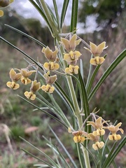 Gomphocarpus tomentosus tomentosus