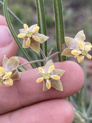 Gomphocarpus tomentosus tomentosus