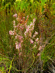Erica selaginifolia