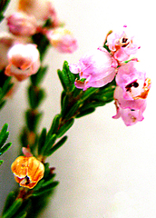 Erica selaginifolia