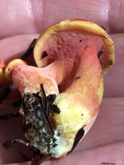 Chalciporus rubinellus