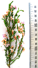 Erica selaginifolia