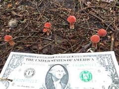 Chalciporus rubinellus