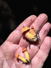 Chalciporus rubinellus