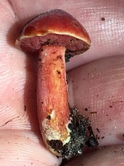 Chalciporus rubinellus