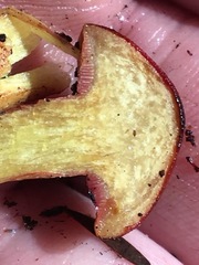 Chalciporus rubinellus