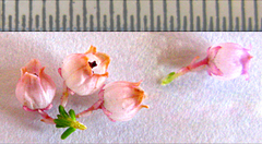 Erica selaginifolia