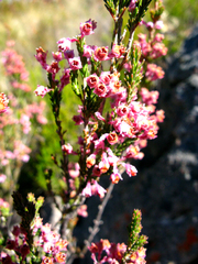 Erica selaginifolia