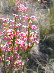 Erica selaginifolia