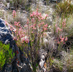 Erica selaginifolia