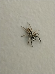 Menemerus bivittatus