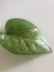 Uromyces appendiculatus