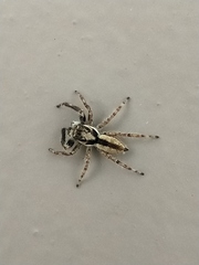 Menemerus bivittatus