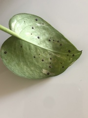 Uromyces appendiculatus