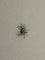 Menemerus bivittatus