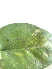 Uromyces appendiculatus