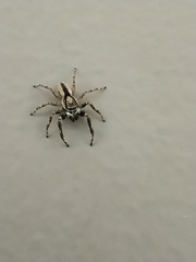 Menemerus bivittatus