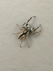 Menemerus bivittatus