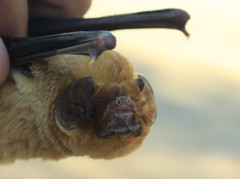 Mormoops megalophylla