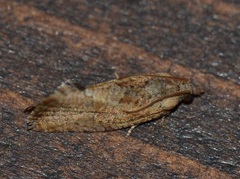 Cryptophlebia illepida