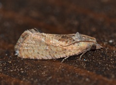 Cryptophlebia illepida