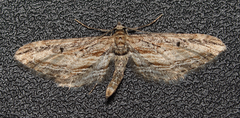Eupithecia acutipennis