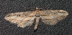 Eupithecia acutipennis