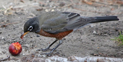 Turdus migratorius