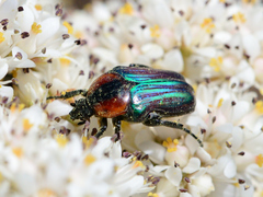 Leucocelis haemorrhoidalis