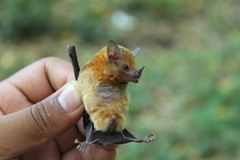 Choeroniscus godmani