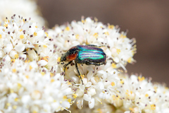 Leucocelis haemorrhoidalis