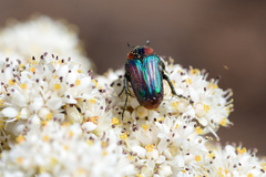 Leucocelis haemorrhoidalis