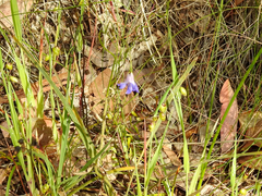 Wahlenbergia stricta stricta