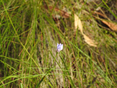 Wahlenbergia stricta stricta
