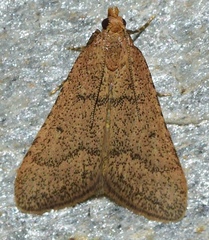 Bostra obsoletalis