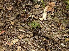 Wahlenbergia stricta stricta