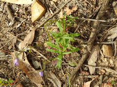 Wahlenbergia stricta stricta