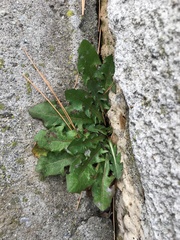 Taraxacum officinale