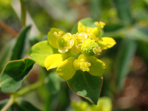 Euphorbia flavicoma ssp. costeana