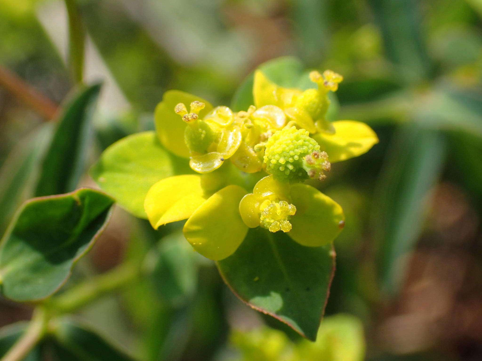 Euphorbia flavicoma ssp. costeana