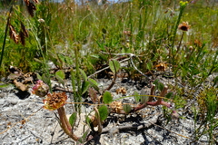Arctotis angustifolia