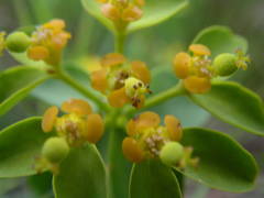 Euphorbia verrucosa