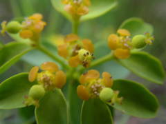 Euphorbia verrucosa