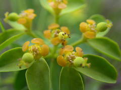 Euphorbia verrucosa