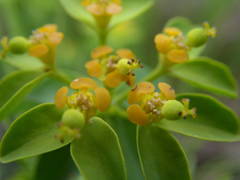 Euphorbia verrucosa