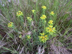 Euphorbia verrucosa