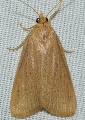 Cathayia insularum