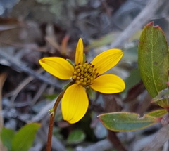 Bidens serrulata
