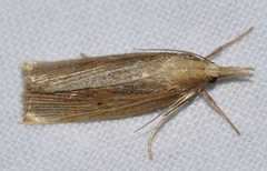 Chilo phragmitella